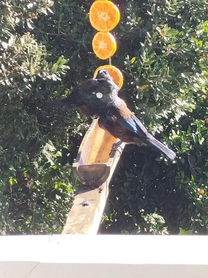 Bed and Breakfast Bird Haven Coromandel Exterior foto